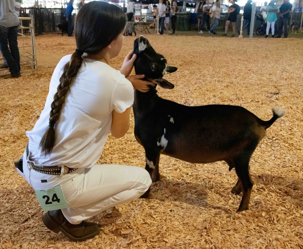 PHOTOS: Animals and adventures at the Oregon State Fair Oregon State Fair 8 2022 19