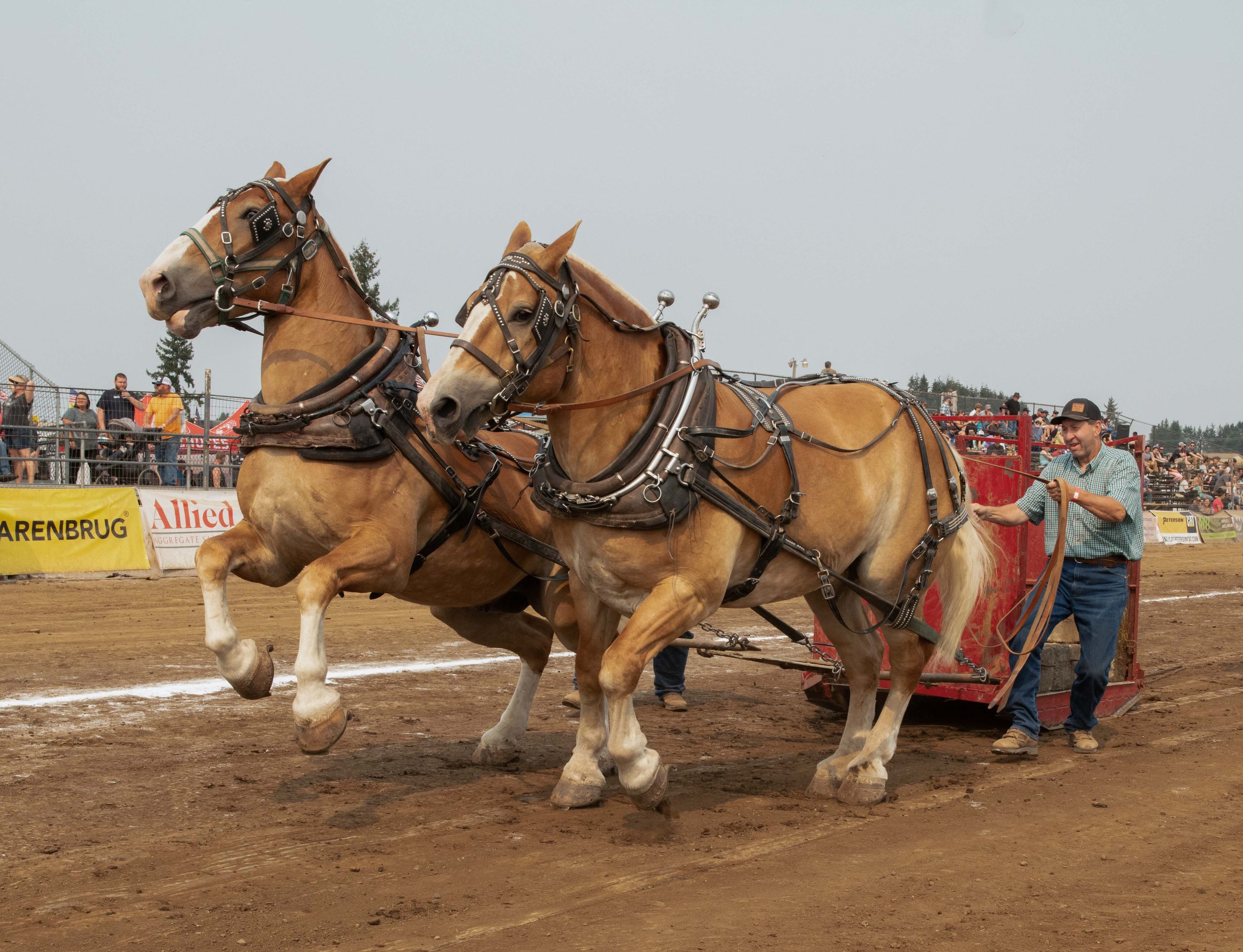 PHOTOS Horses, tractors compete at Sublimity Harvest Festival Salem