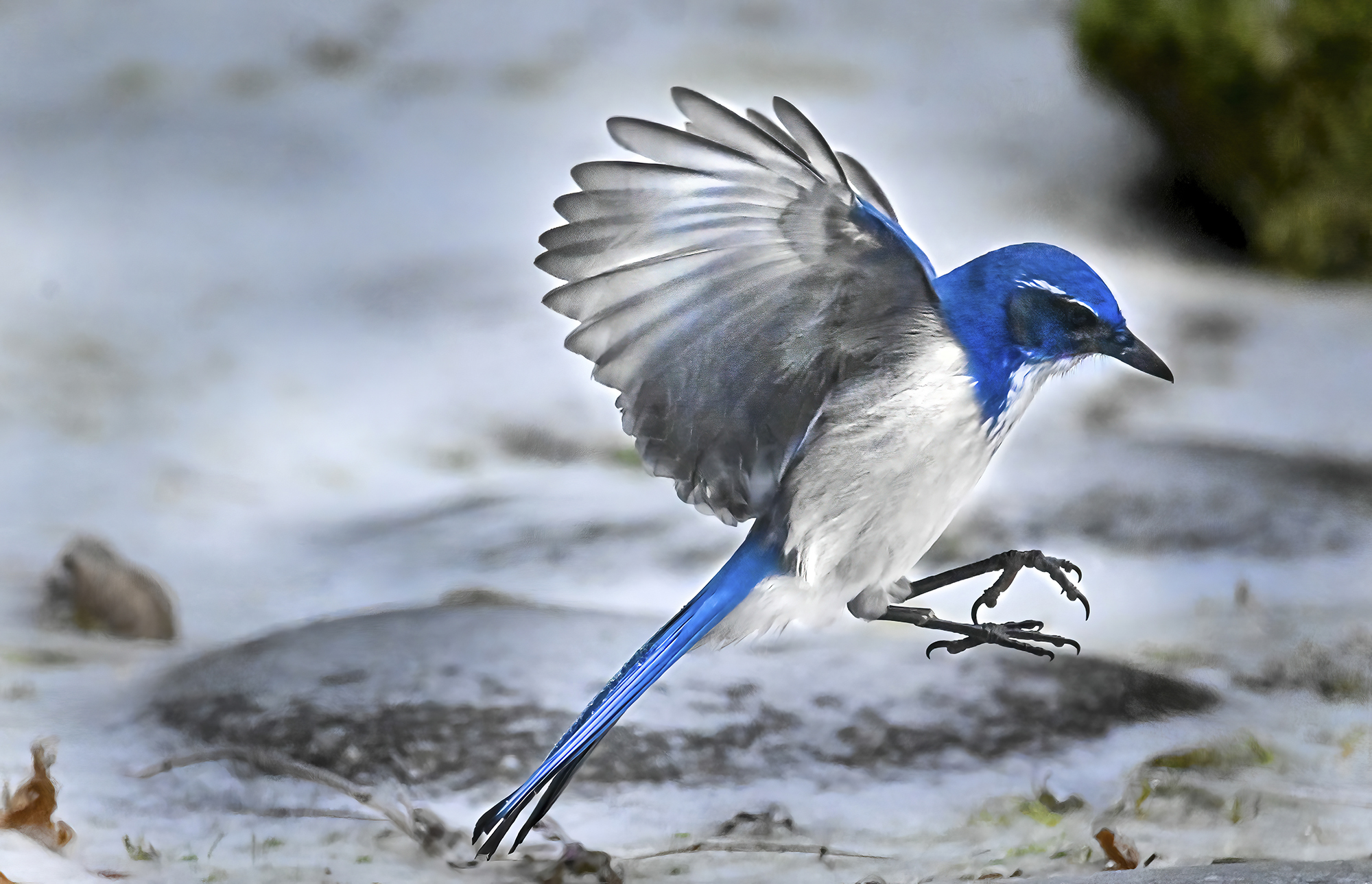 PHOTOS: Salem’s birds get their slide on