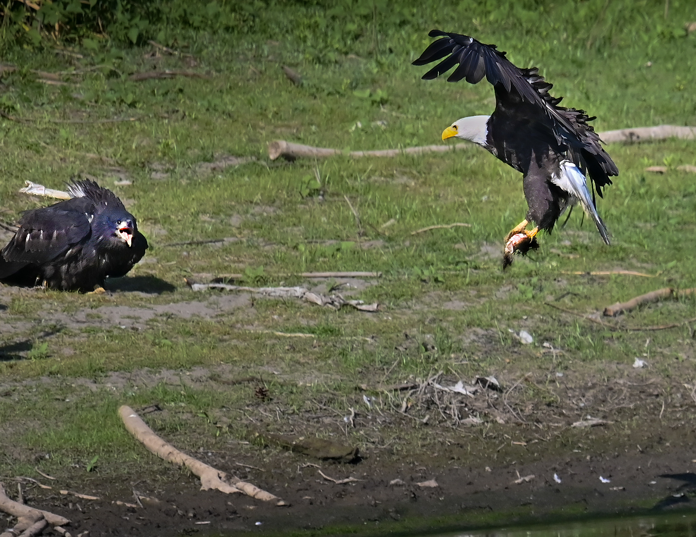 22+ Fish-Catching Eagles Crossword