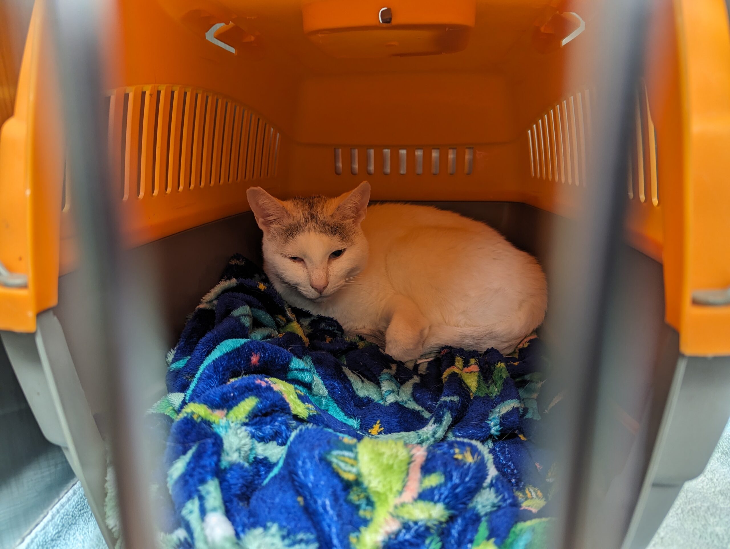 X-rays coming to Salem’s shelter pets