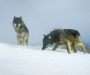 Wolf deaths have grown ‘alarming’ says Oregon Fish and Wildlife
