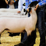87th Annual Marion County Lamb and Wool Show