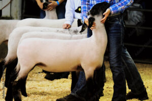 87th Annual Marion County Lamb and Wool Show