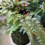 Kokedama – Learn the art of the Japanese Moss Ball Planting – Make and Take