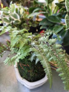 Kokedama – Learn the art of the Japanese Moss Ball Planting – Make and Take