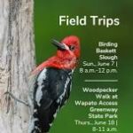 Birding Baskett Slough